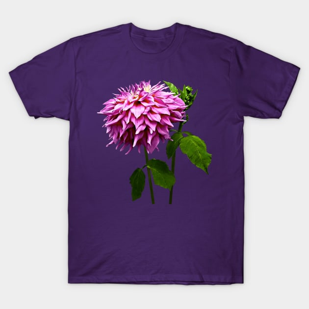 One Pink Dahlia and Buds T-Shirt by SusanSavad